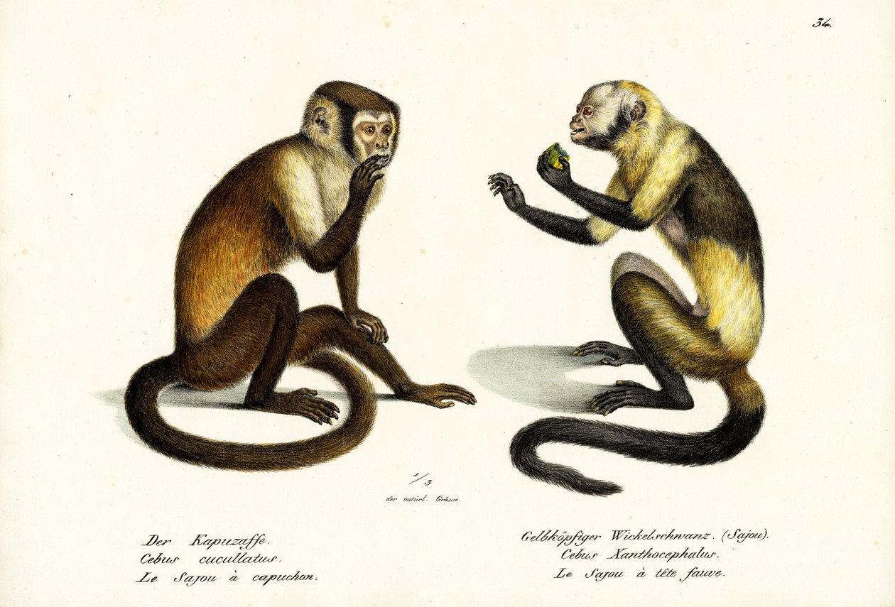 Capuchin Monkey, 1824 by Karl Joseph Brodtmann