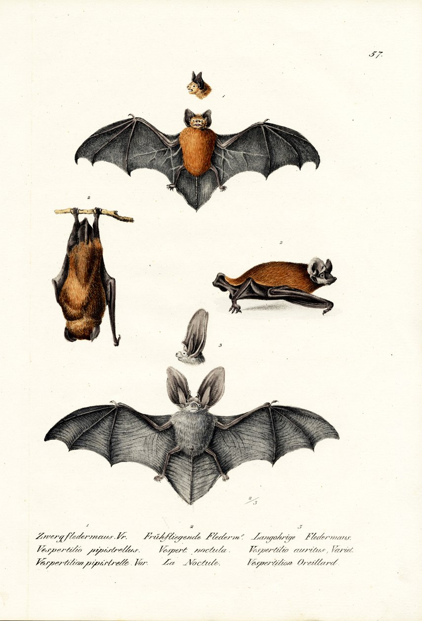 Common Pipistrelle, 1824 by Karl Joseph Brodtmann