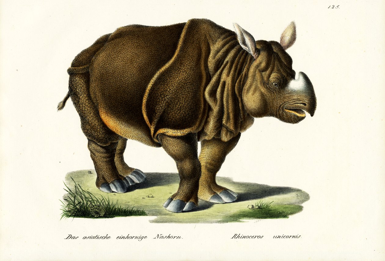 Greater Indian Rhinoceros, 1824 by Karl Joseph Brodtmann