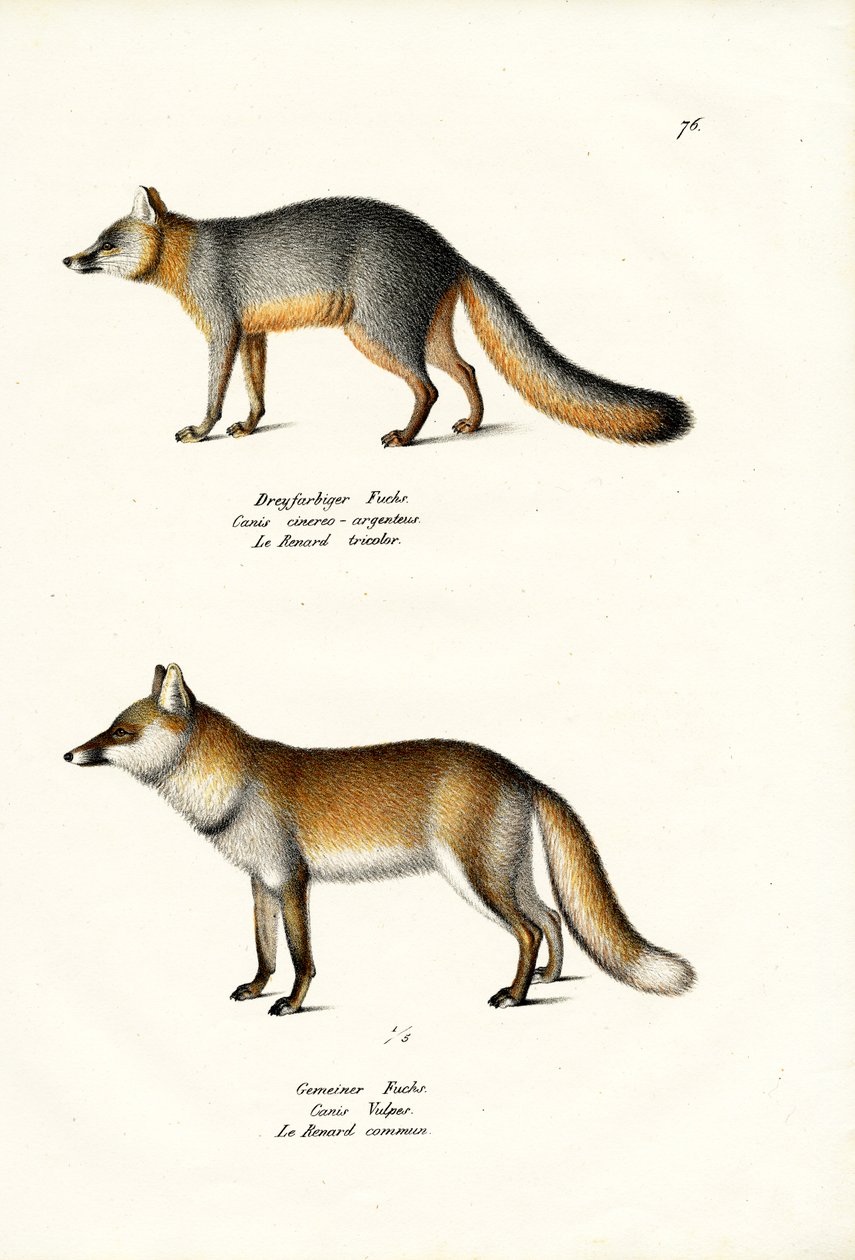 Grey Fox, 1824 by Karl Joseph Brodtmann