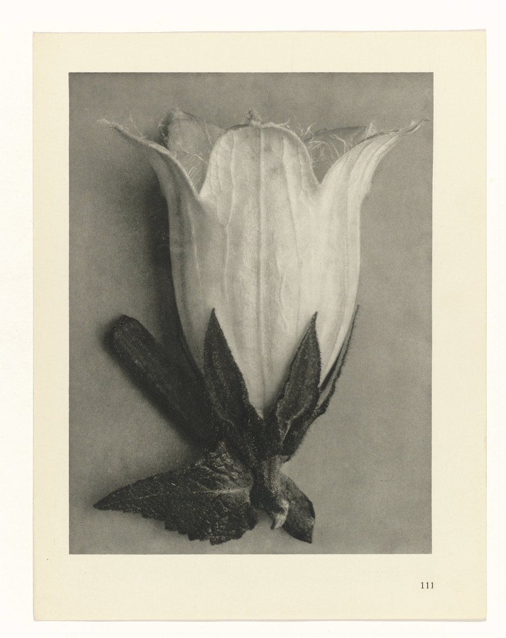 Plant Studies By Karl Blossfeldt Premium Art Reproduction