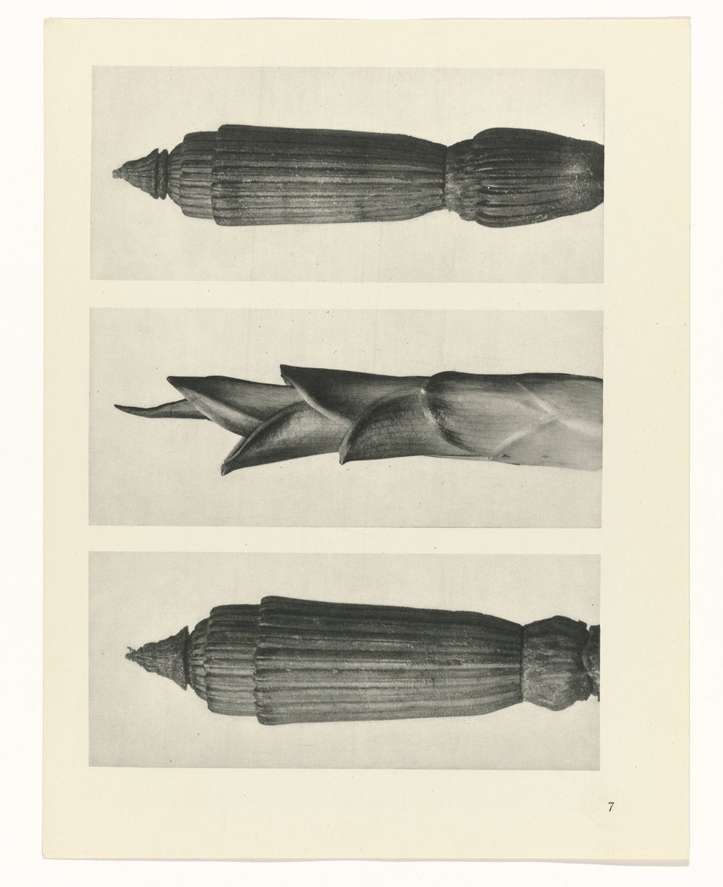 Plant Study by Karl Blossfeldt
