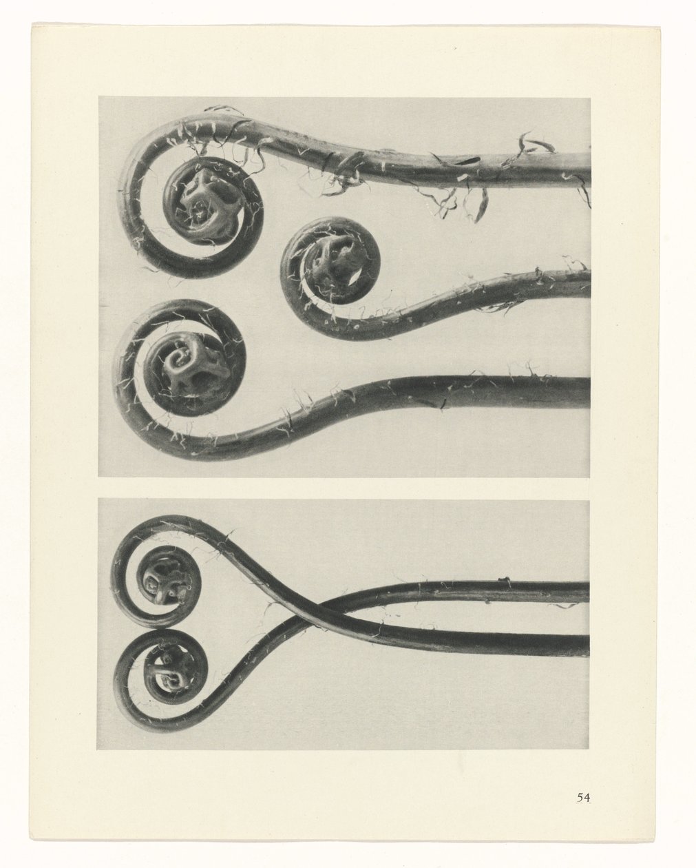 Plant Study (Urformen der Kunst series) by Karl Blossfeldt