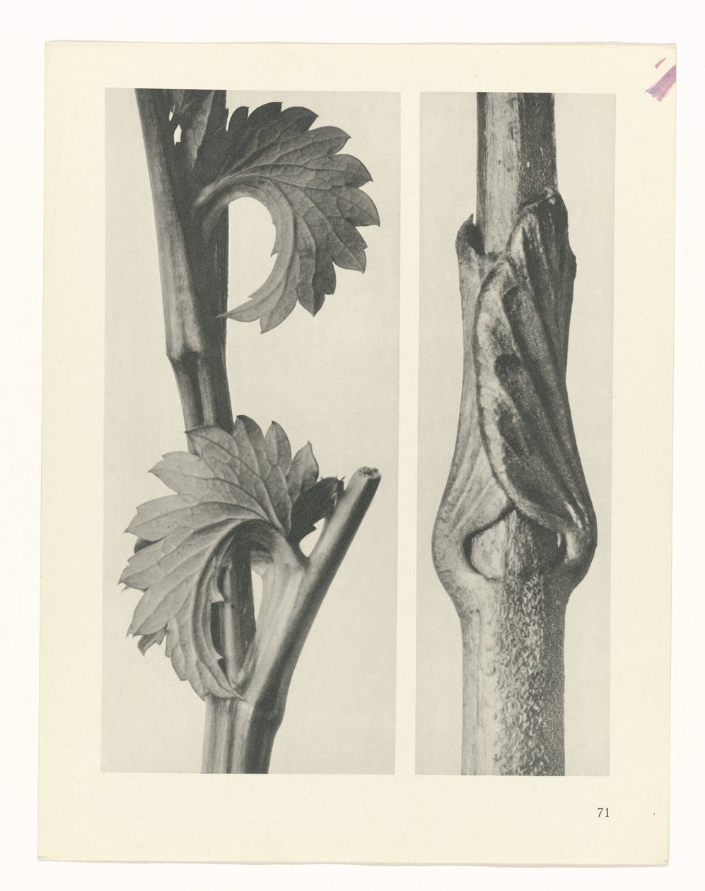 Plant Study (Urformen der Kunst series) by Karl Blossfeldt