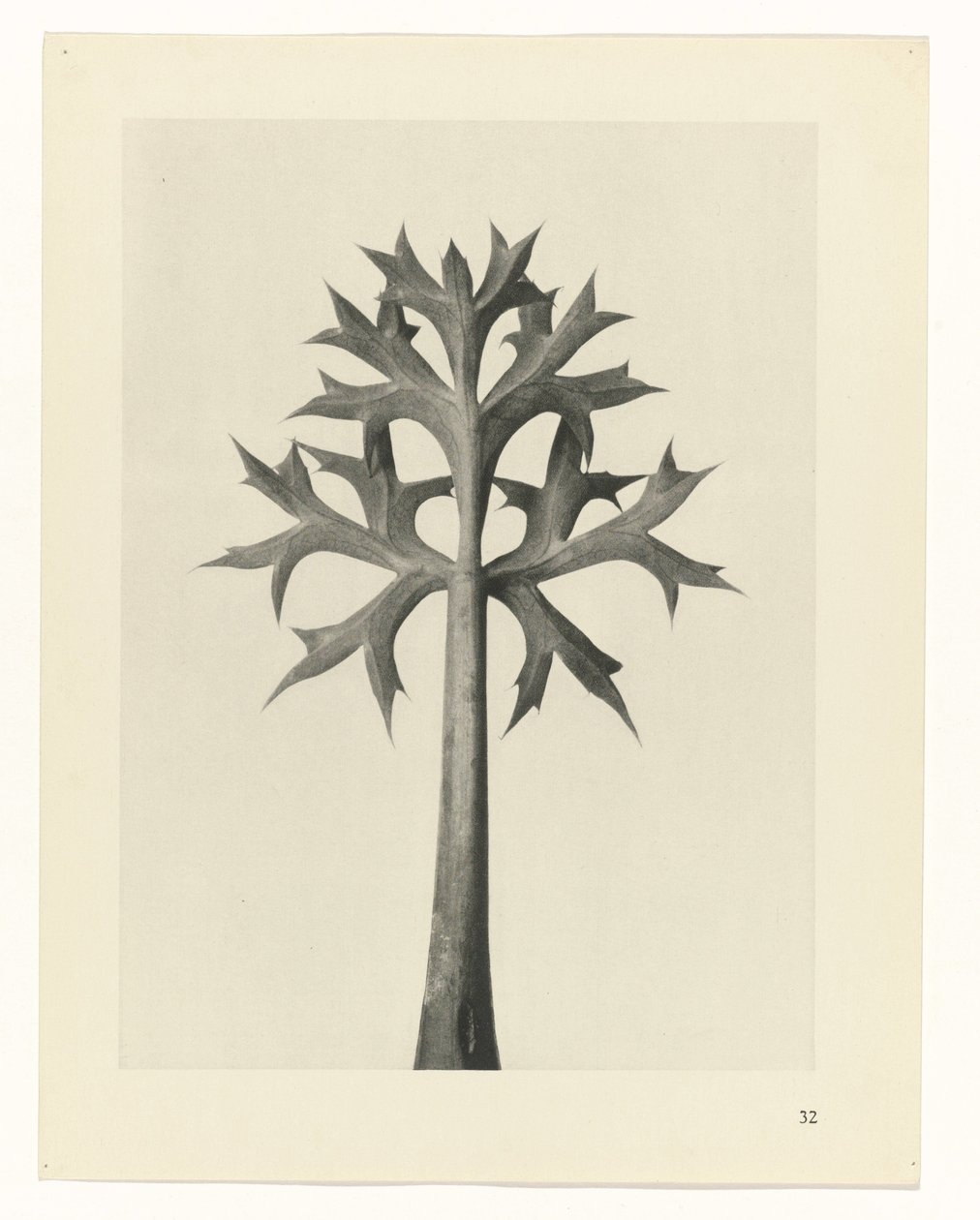 Plant Study (series title) by Karl Blossfeldt