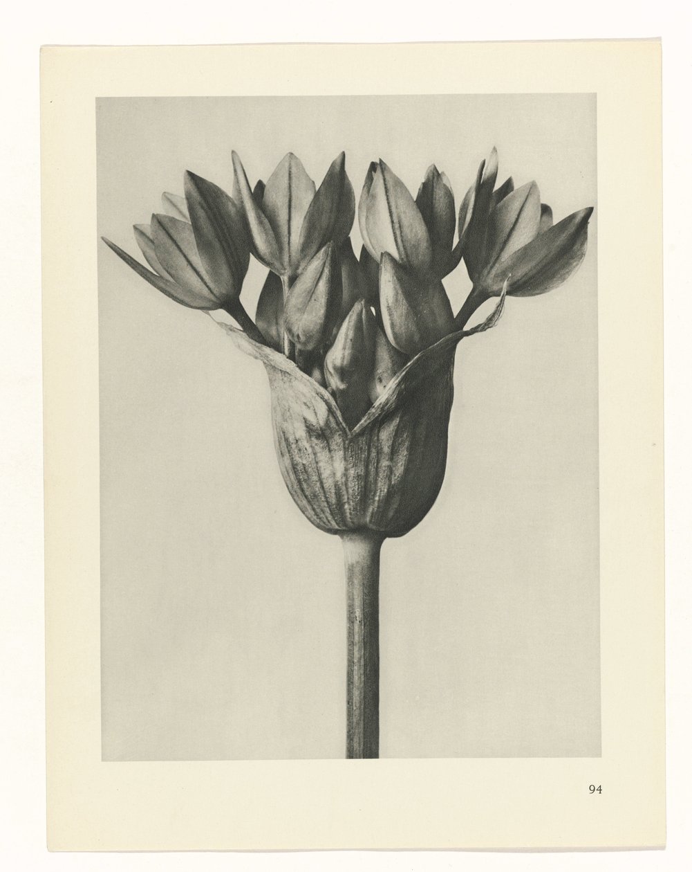 Plant Study (series title) by Karl Blossfeldt