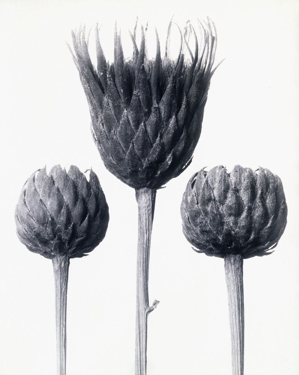 Serratula Nudicaulis (Bare-stemmed Common Sawwort) by Karl Blossfeldt