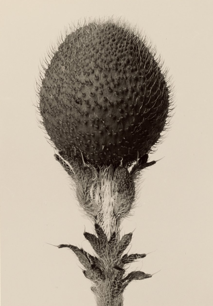 Thorned Bulbous Plant by Karl Blossfeldt