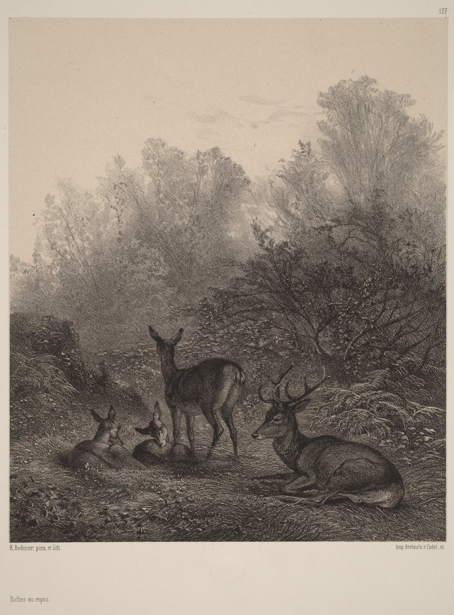 Deer at Rest by Karl Bodmer