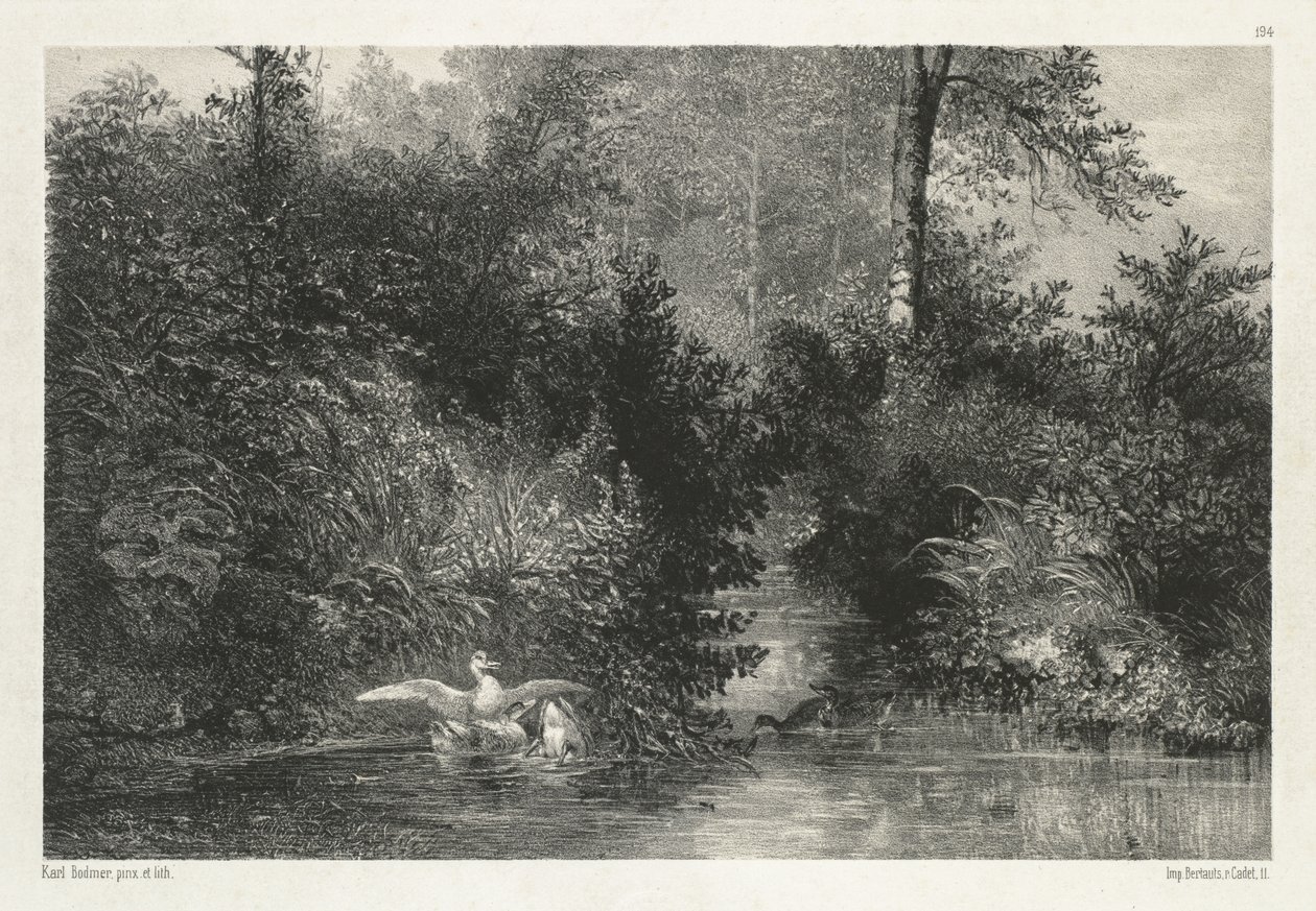 Ducks by Karl Bodmer: Highest-quality art reproduction