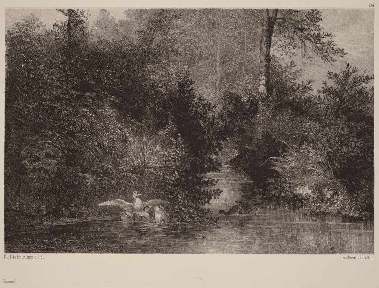 Ducks by Karl Bodmer