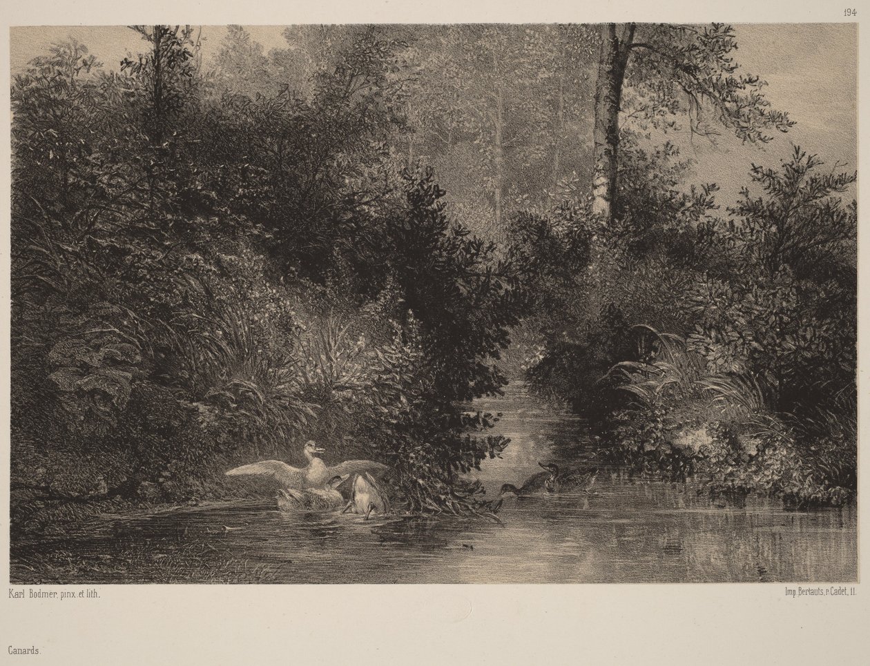 Ducks by Karl Bodmer