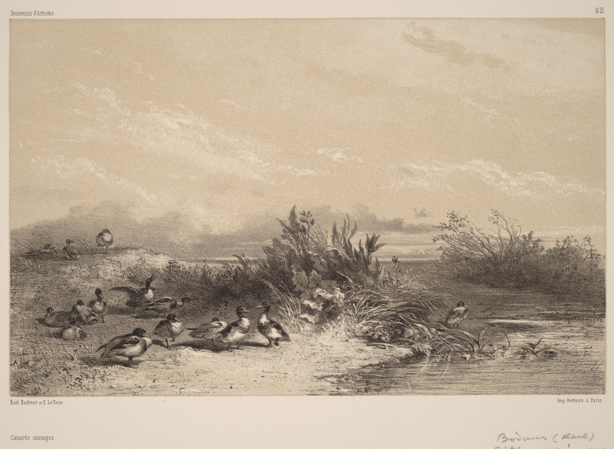 Wild Ducks by Karl Bodmer
