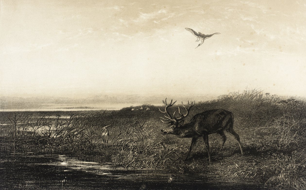 Evening: Stag and Herons by Karl Bodmer
