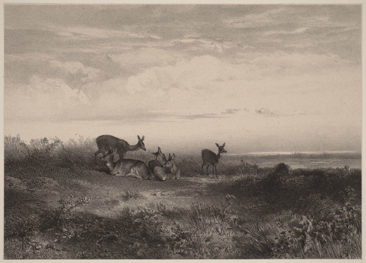 The Does by Karl Bodmer