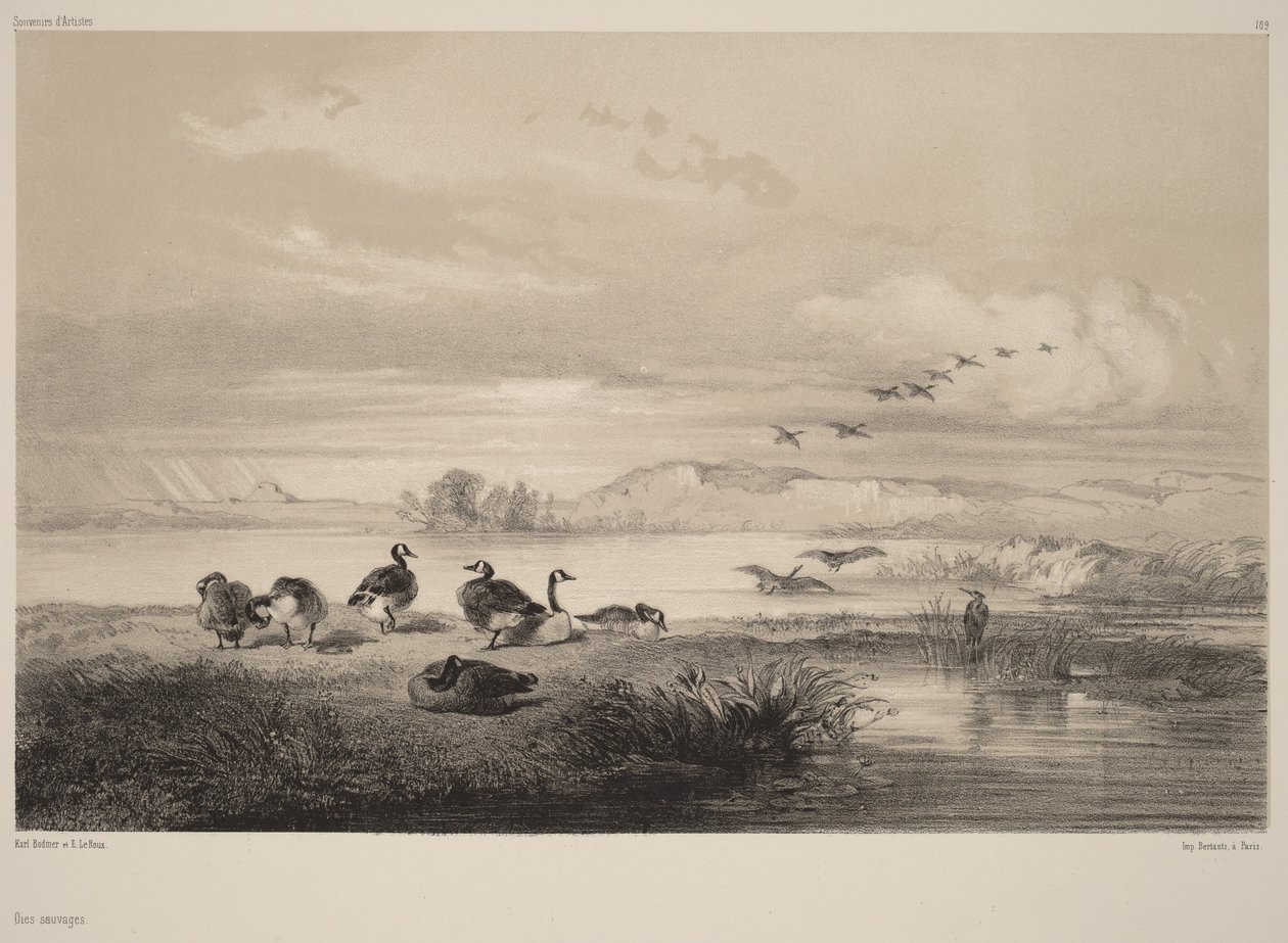 Wild Geese by Karl Bodmer