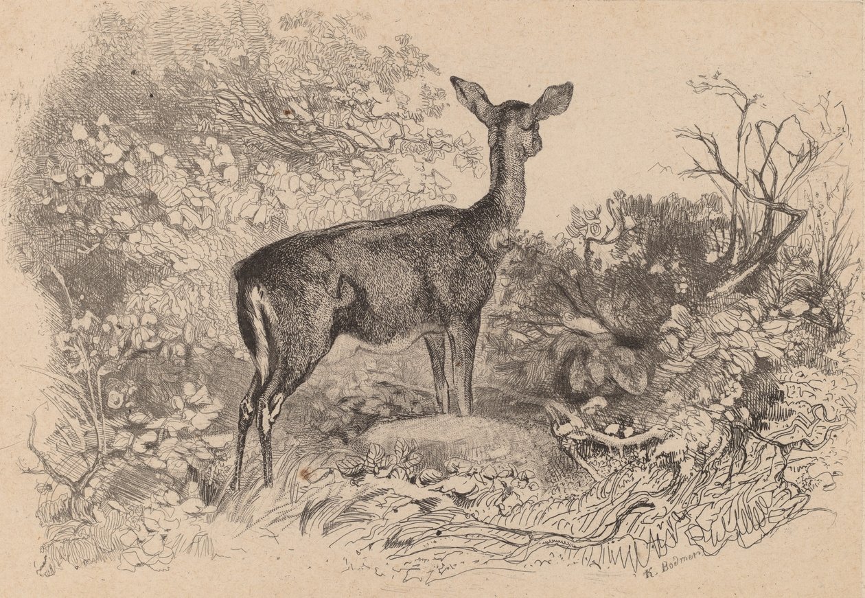 A Doe by Karl Bodmer