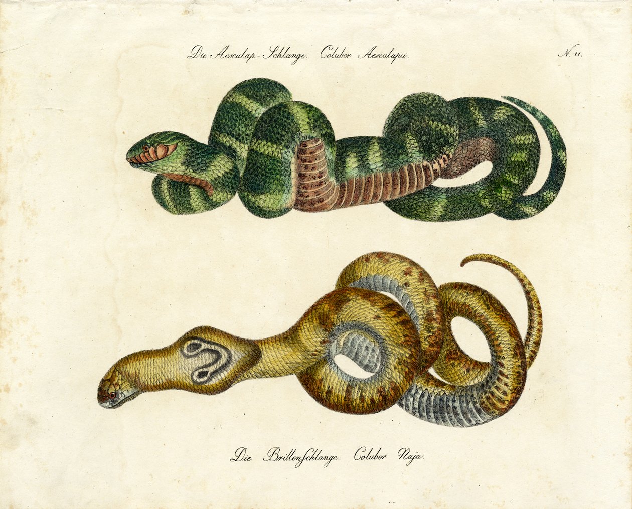 Aesculapian Snake and Indian Cobra by Karl Joseph Brodtmann