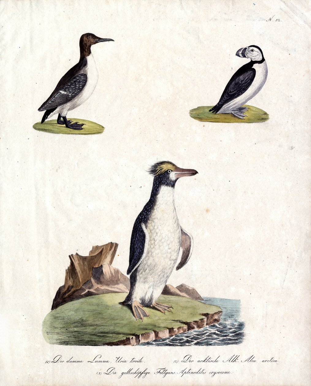 Common Guillemot, Arctic Auk and Crested Penguin by Karl Joseph Brodtmann