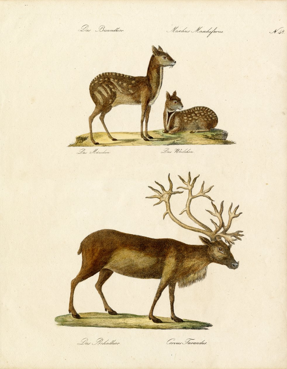 Special Deer Species by Karl Joseph Brodtmann