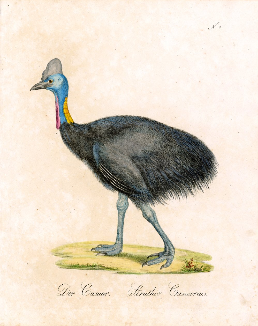 The Cassowary by Karl Joseph Brodtmann