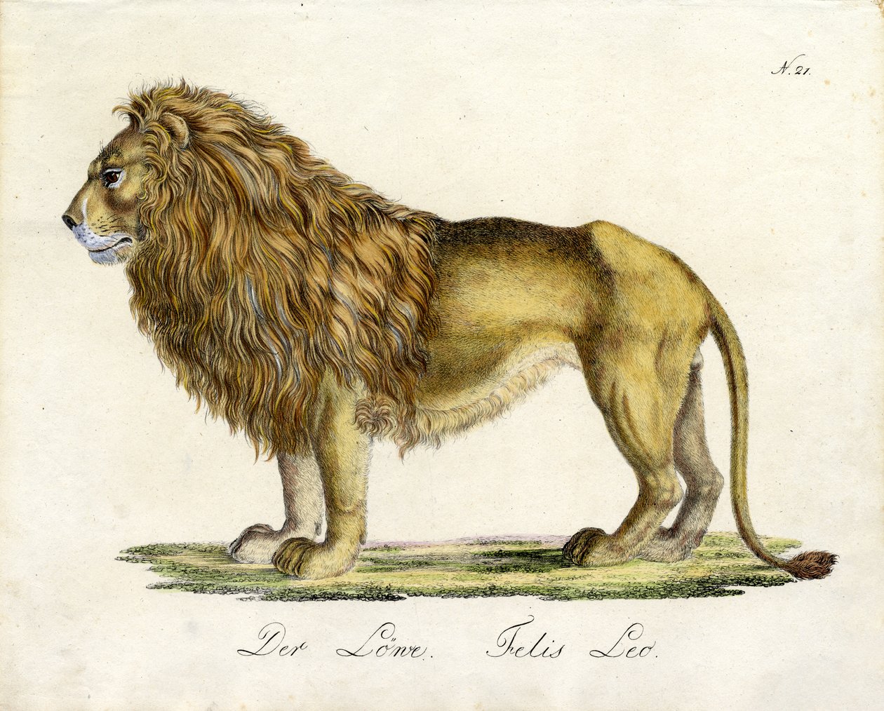 The Lion by Karl Joseph Brodtmann