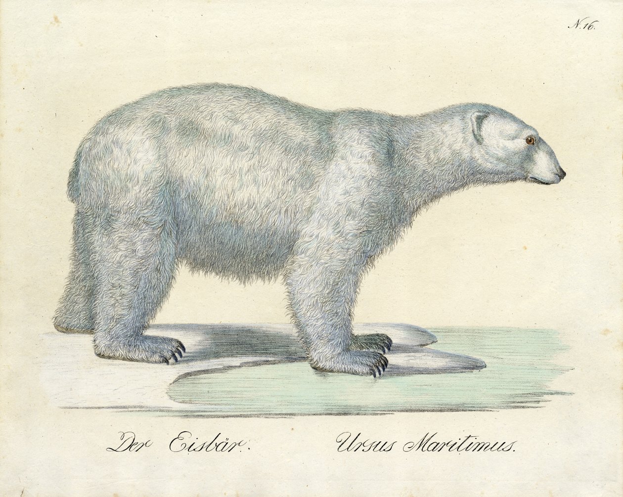 The Polar Bear by Karl Joseph Brodtmann