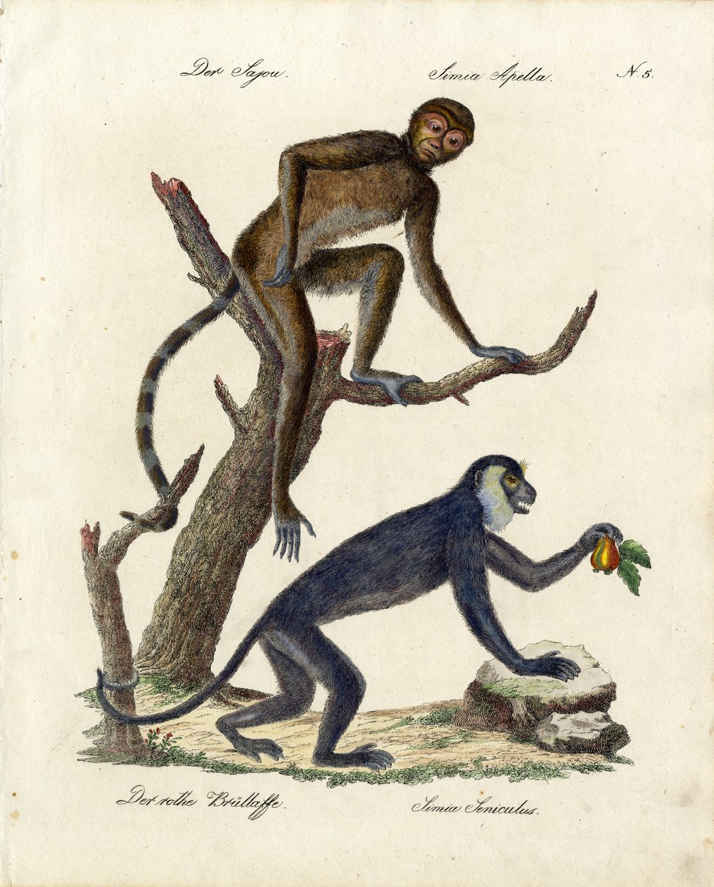 Tufted Capuchin and Red Howler Monkey by Karl Joseph Brodtmann
