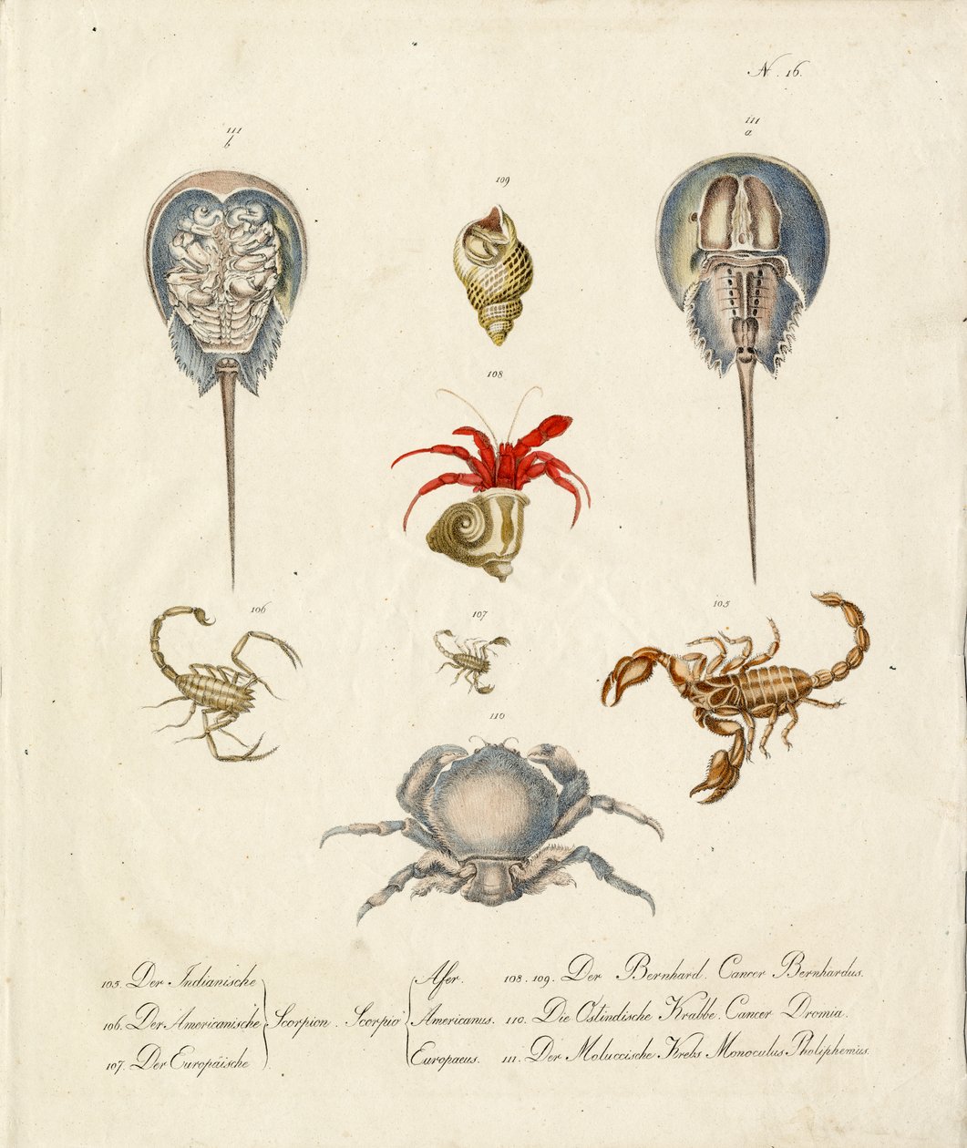 Various Crustaceans and Marine Creatures