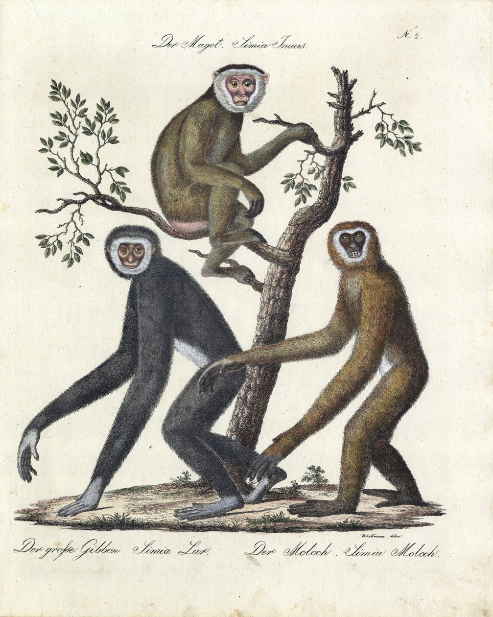Various Monkey Species by Karl Joseph Brodtmann