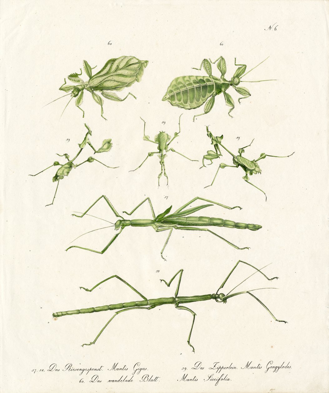 Various Types of Praying Mantises by Karl Joseph Brodtmann