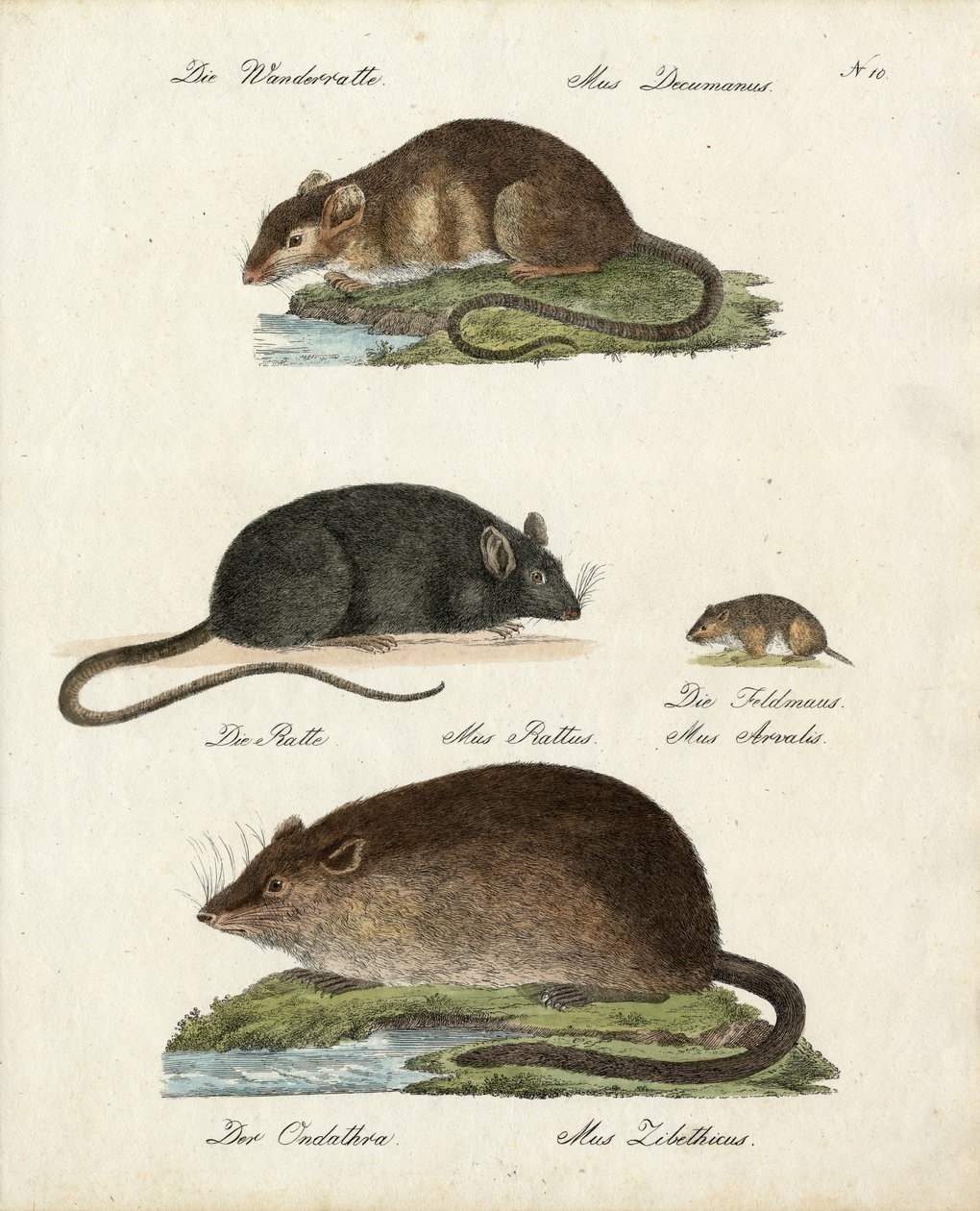 Various Types of Rats by Karl Joseph Brodtmann