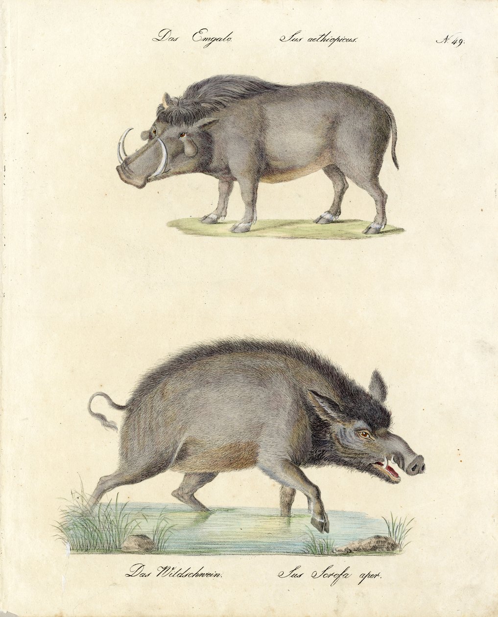 Warthog and Wild Boar by Karl Joseph Brodtmann