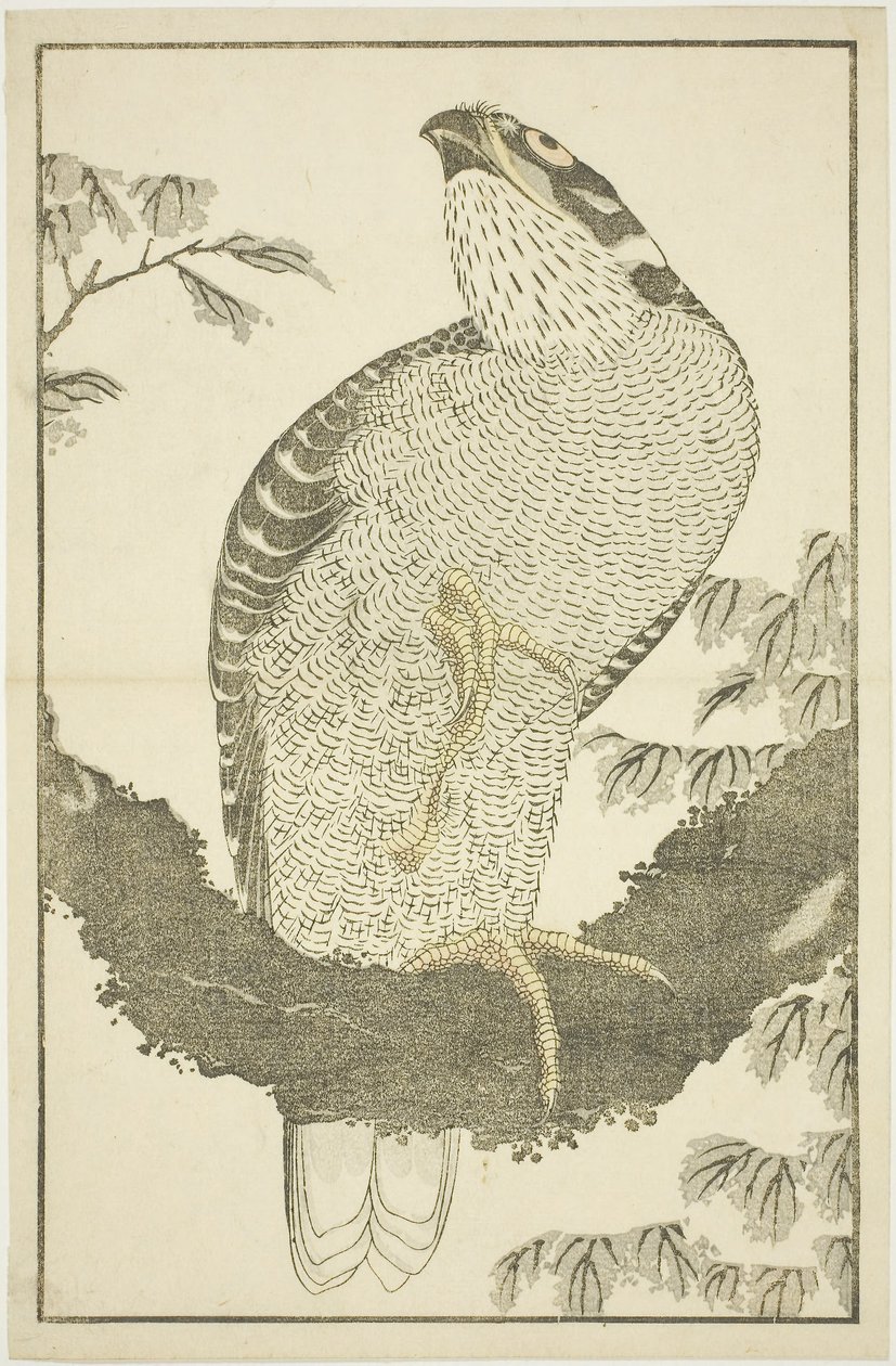 Hawk, from The Picture Book of Realistic Paintings of Hokusai (Hokusai shashin gafu) by Katsushika Hokusai