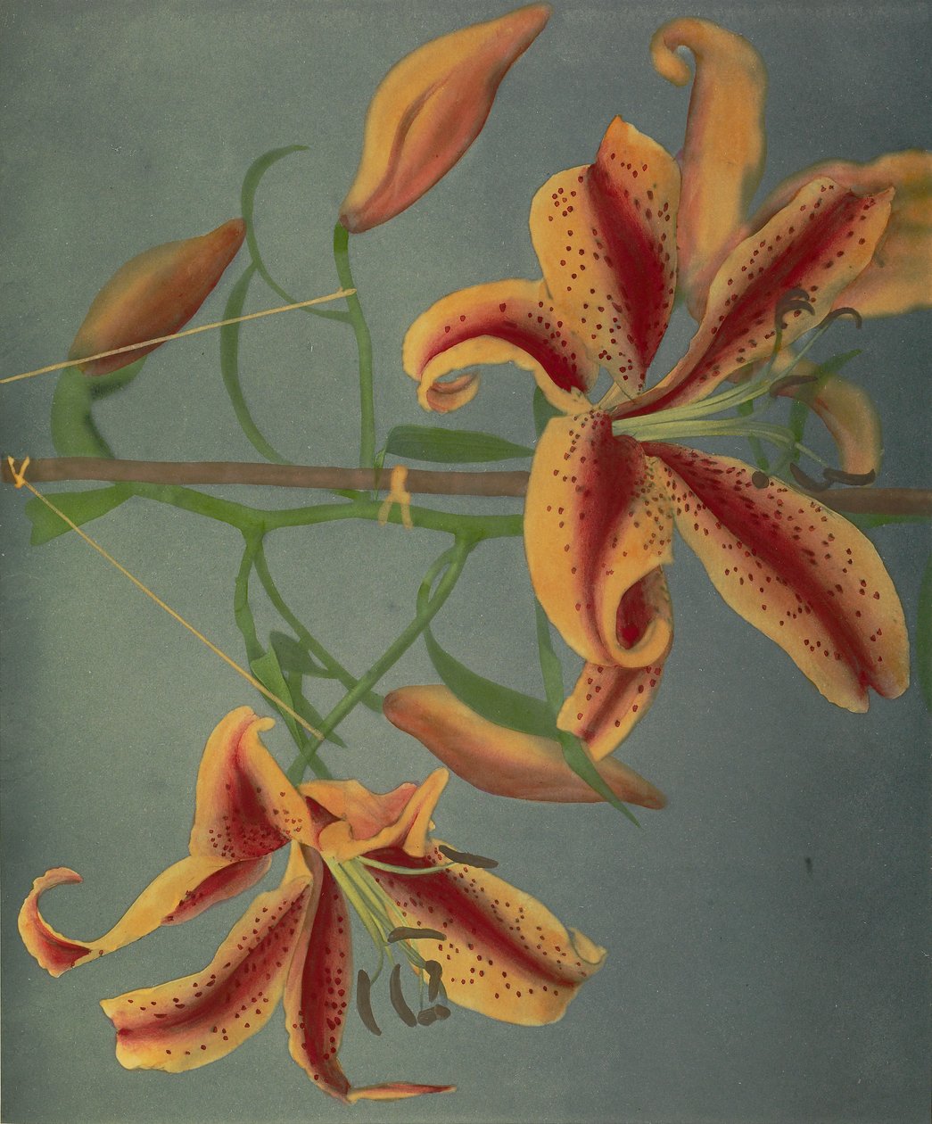 Lily, 1896 by Kazumasa Ogawa