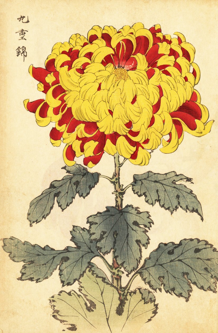 Hybrid Scarlet and Yellow Chrysanthemum (engraving) by Keika Hasegawa