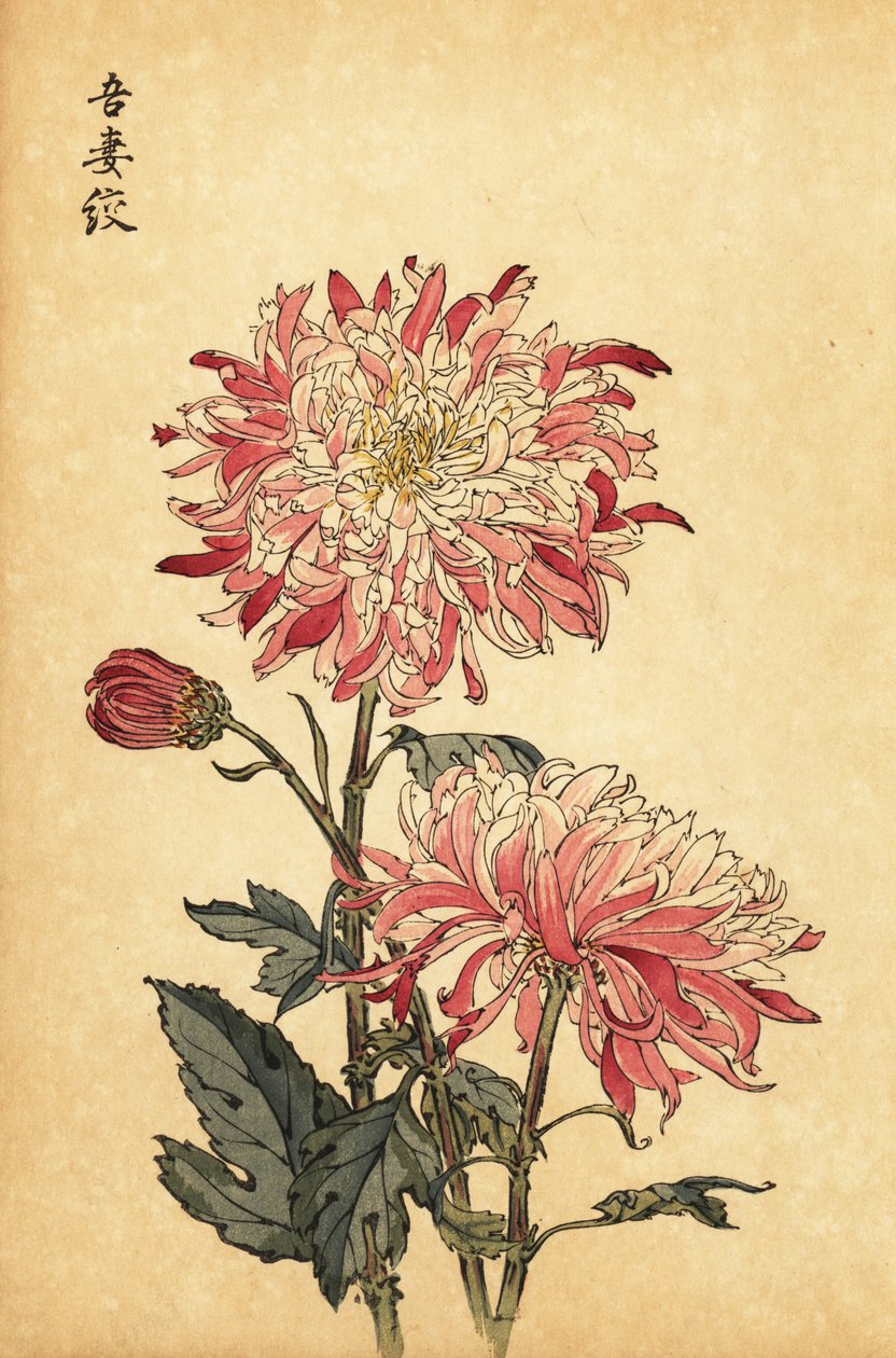 Hybrid Variegated White and Pink Chrysanthemum by Keika Hasegawa