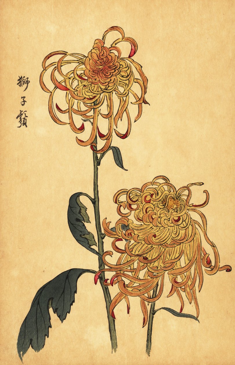 Hybrid yellow and orange spider chrysanthemum (1893) by Keika Hasegawa
