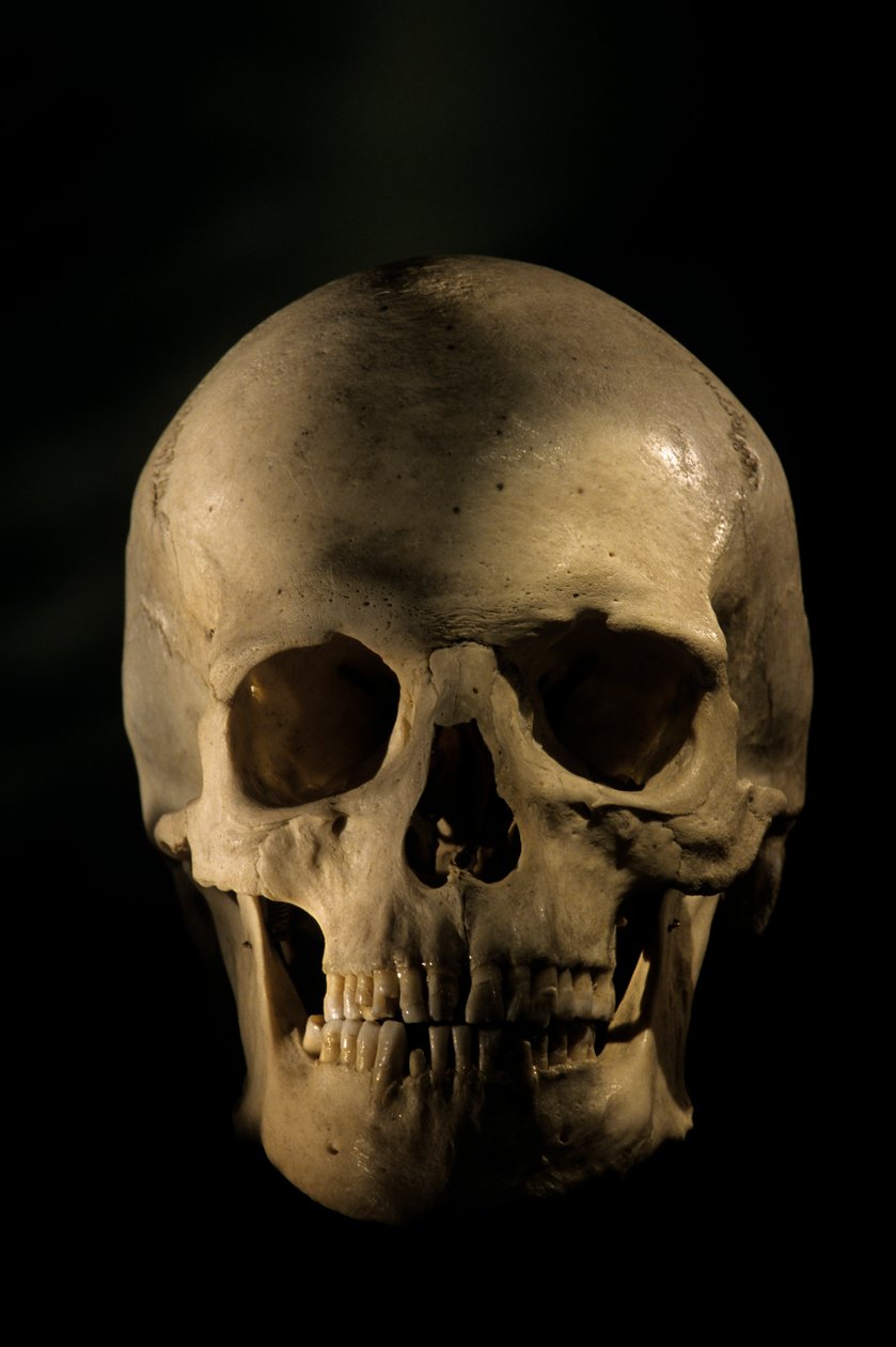 Modern Human Skull, scientific study skeleton, George Washington University by Kenneth Garrett