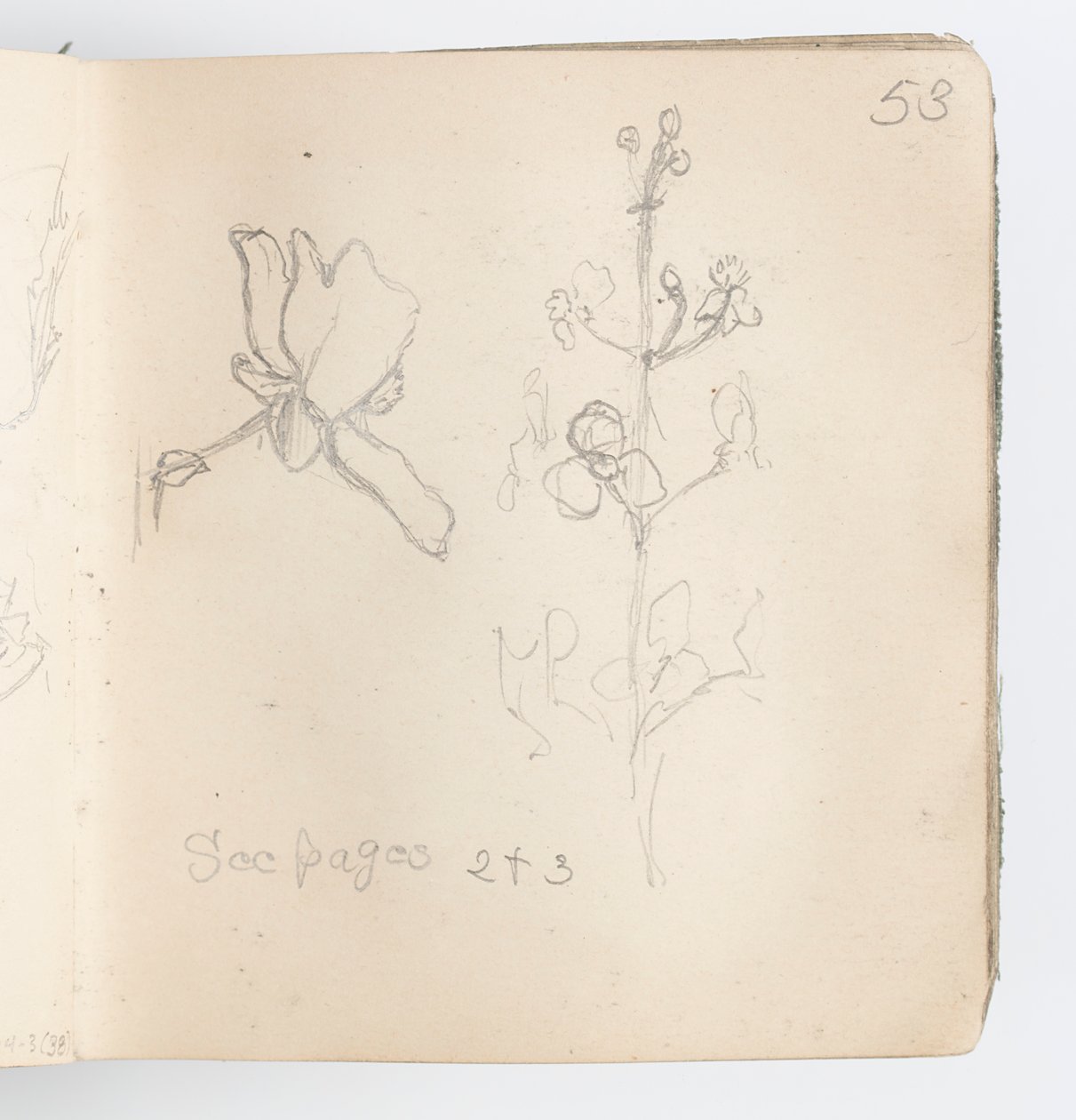 Sketchbook Page: Sketch of Flower by Kenyon Cox