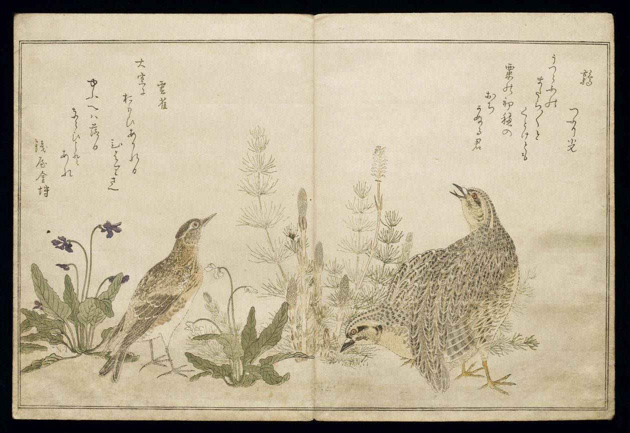 Pair of Quail and grasses on the right and a Skylark amid grasses on the left, from an album 