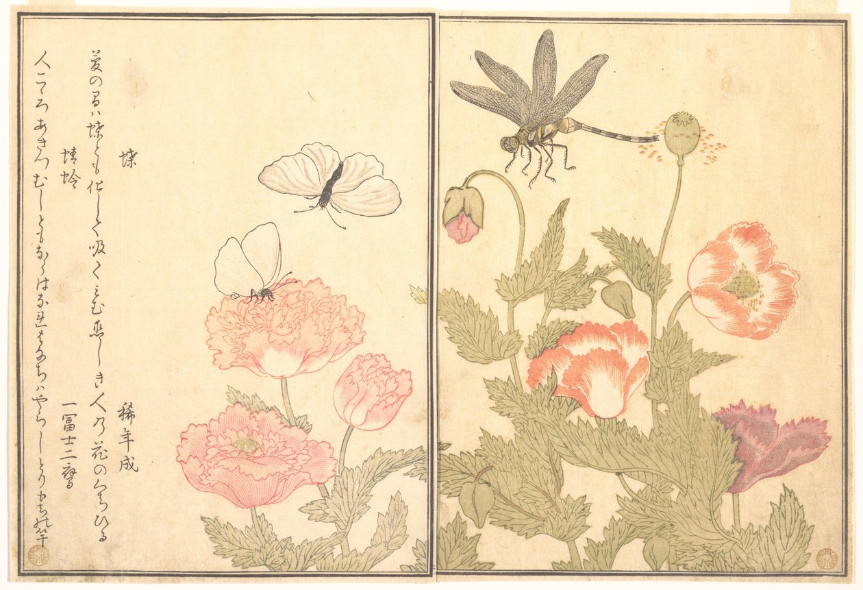 Butterfly; Dragonfly, from the Picture Book of Crawling Creatures by Kitagawa Utamaro