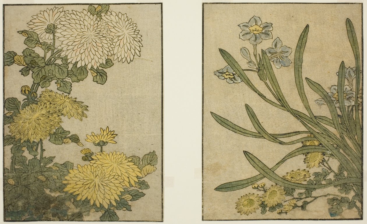 Chrysanthemum and Narcissus, from the illustrated book "Picture Book: Flowers of the Four Seasons," vol. 2 by Kitagawa Utamaro