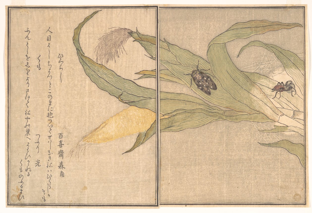 Evening Cicada, Higurashi; Spider, Kumo, from the Picture Book of Crawling Creatures (Ehon Mushi Erami) by Kitagawa Utamaro