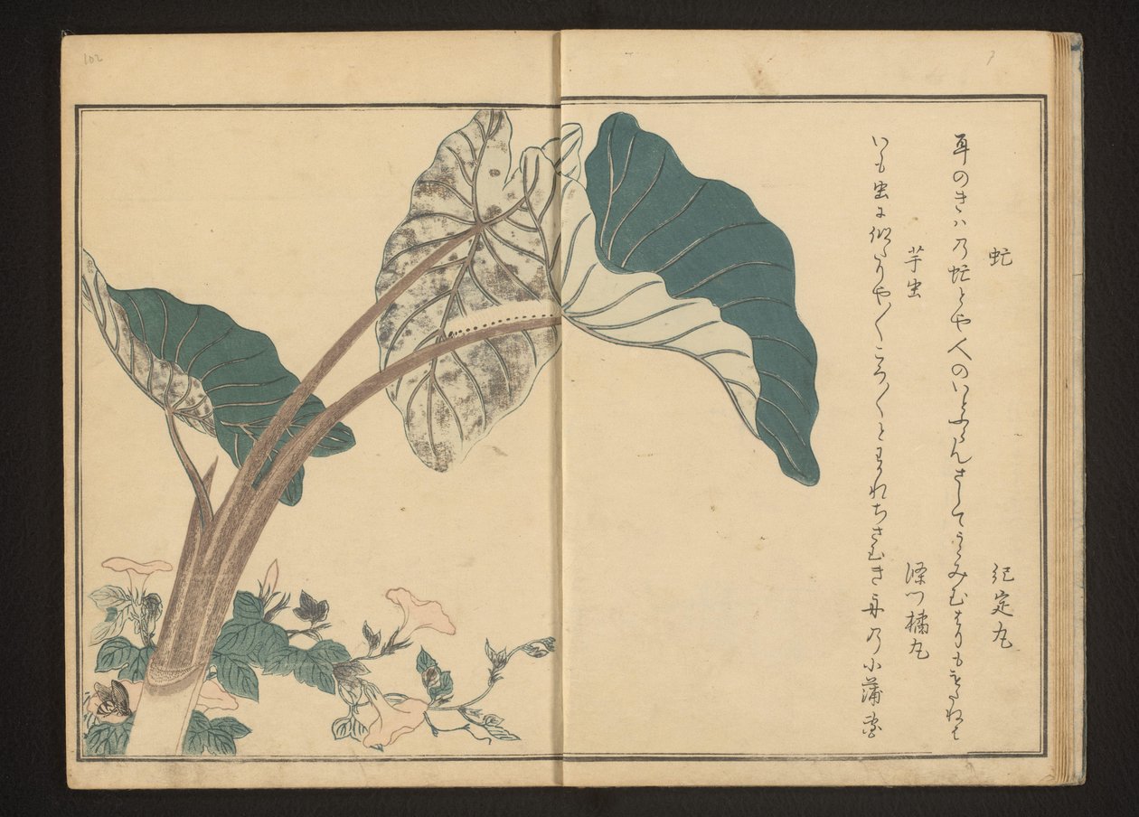 Horsefly on Bindweed and Caterpillar on Taro Plant by Kitagawa Utamaro
