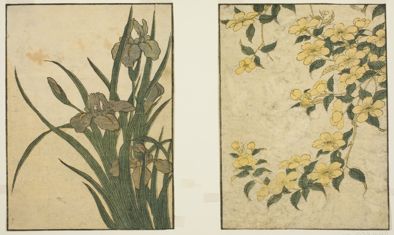 Kerria and Iris, from the illustrated book 