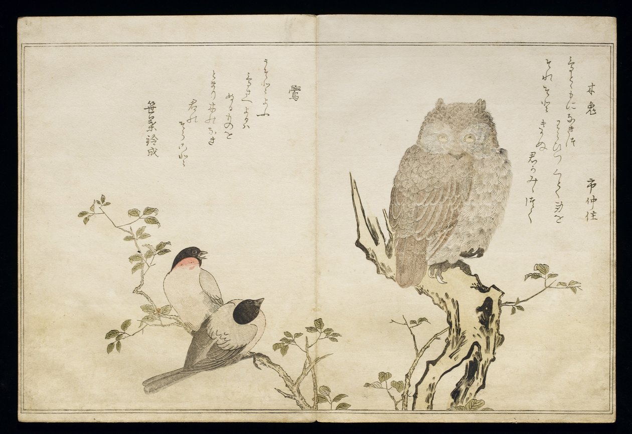 An Owl and Two Eastern Bullfinches, from an album 