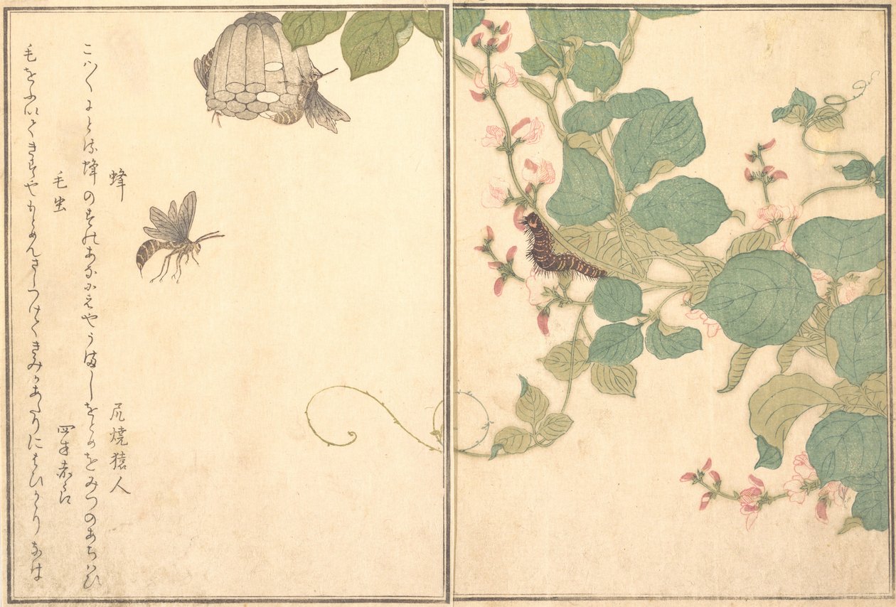 Paper Wasp Hachi, Hairy Caterpillar Kemushi..., 1788 by Kitagawa Utamaro