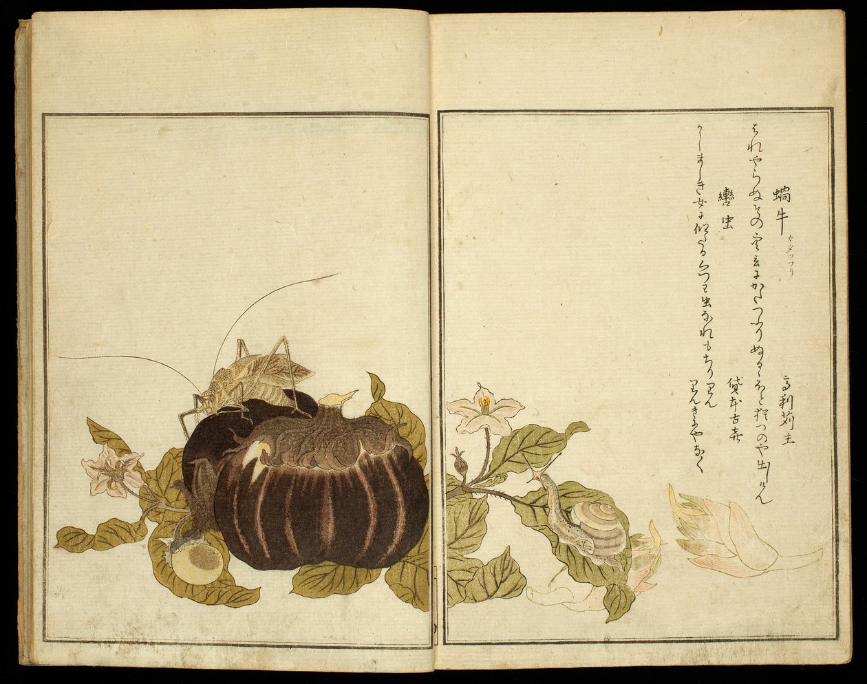 Picture Book: Selected Insects by Kitagawa Utamaro