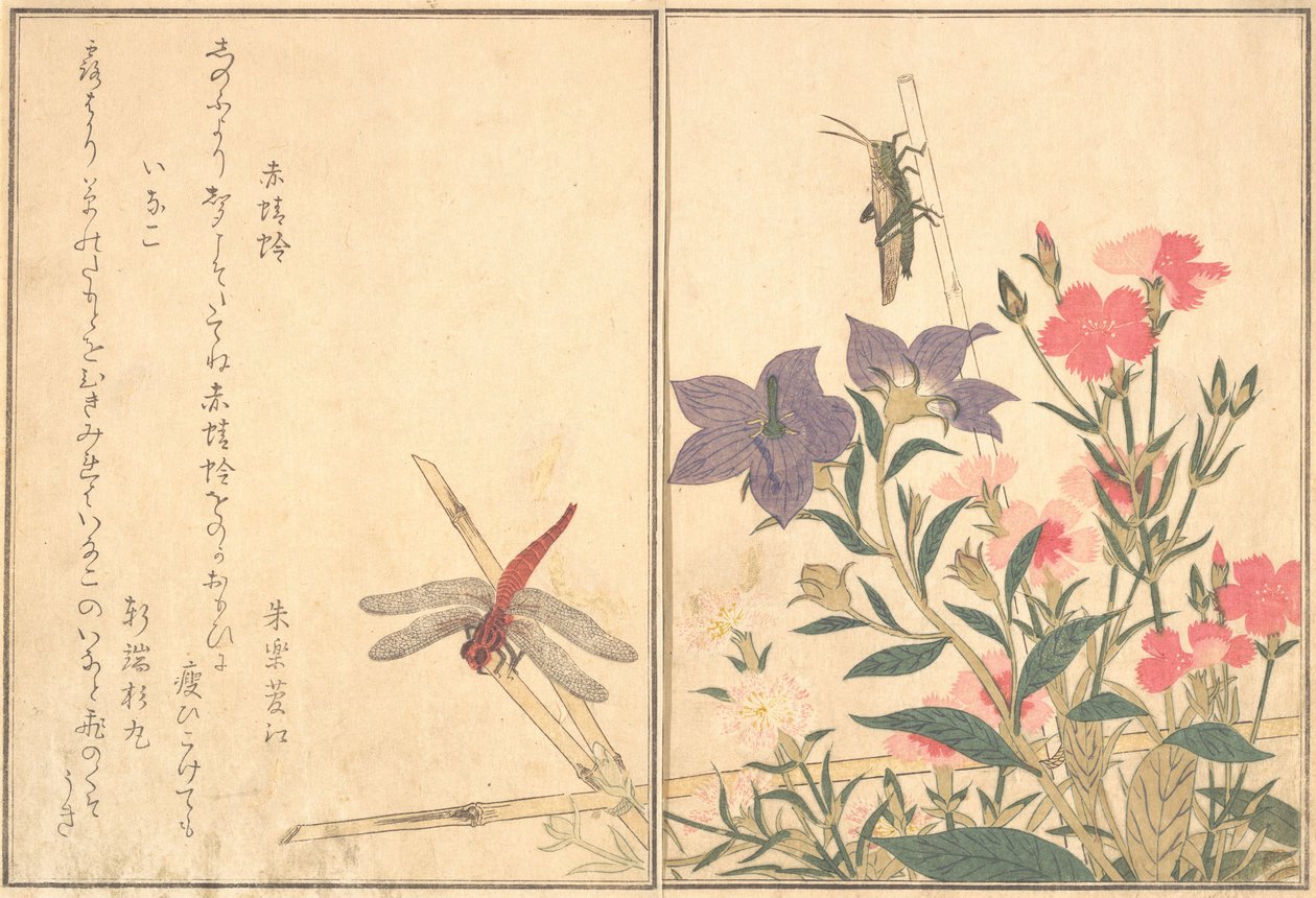 Red Dragonfly Akatonbo, Locust Inago..., 1788 by Kitagawa Utamaro